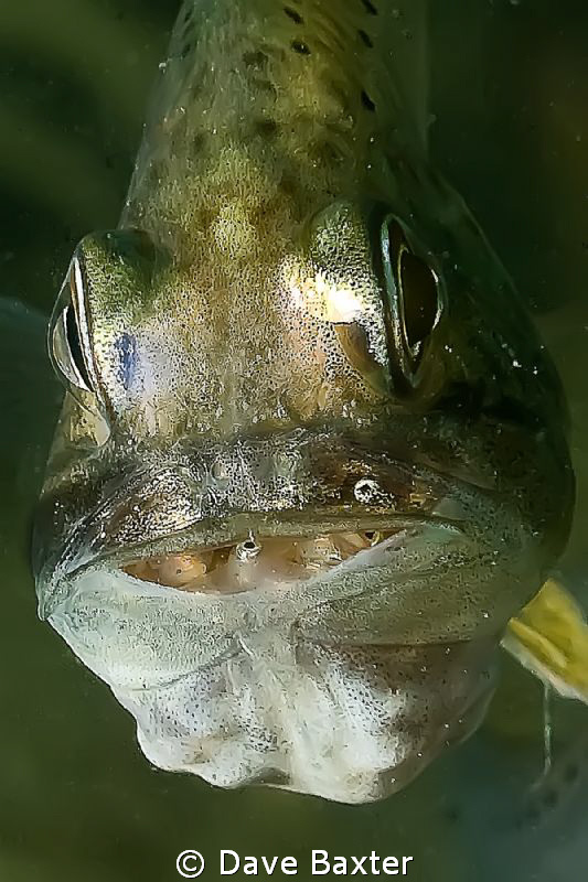 gobbleguts -found this one on the wreck trail by Dave Baxter 