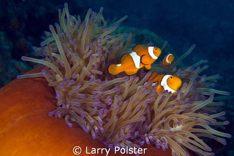 Family affair by Larry Polster 