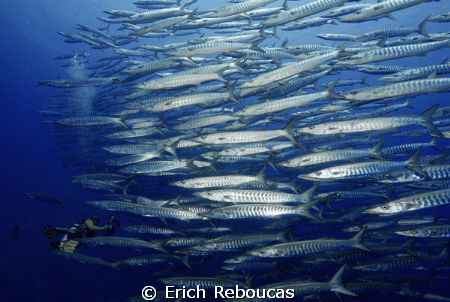 Schooling barracudas and diver at the wall on Shark Reef.... by Erich Reboucas 