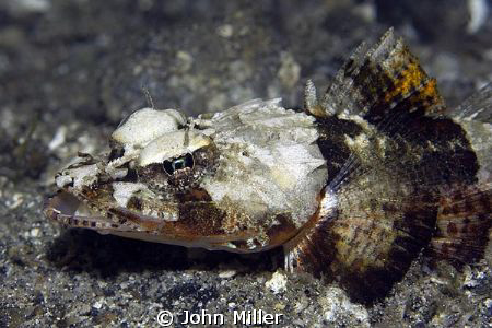Taken on night dive at Lembeh Straits. by John Miller 