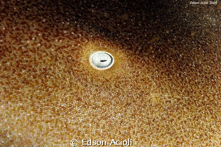 Eye shark. Shark (Ginglymostoma cirratum). by Edson Acioli 