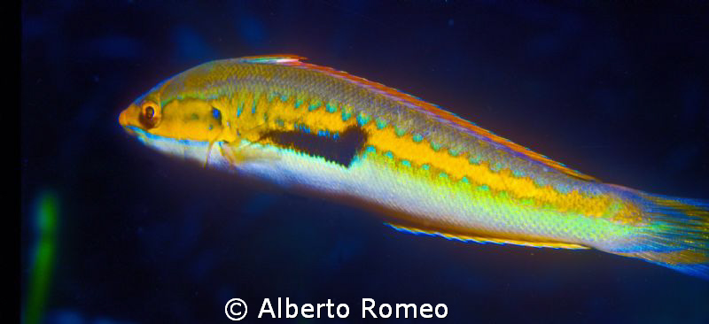 Mediterranean wrasse Coris julis by Alberto Romeo 