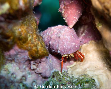 These guys are usually down in a crack where it's hard to... by Gordon Harveson 
