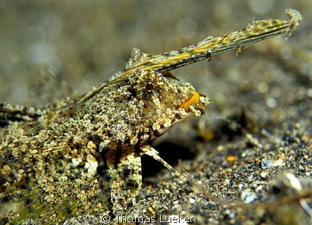 found in Lembeh; D200 by Thomas Lueken 
