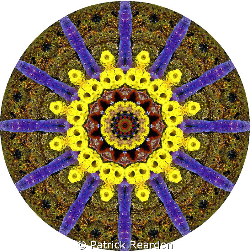 Kaliedoscopic image from colorful sponges and corals.  Th... by Patrick Reardon 