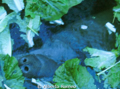 The manatee is breathing at the surface. It is visible on... by Alberto Romeo 