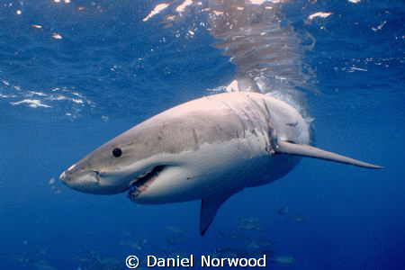 Great White Shark. Neptune Islands, Australia. by Daniel Norwood 
