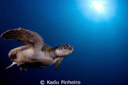 Green Turtle pose at Laje de Santos, Brazil by Kadu Pinheiro 