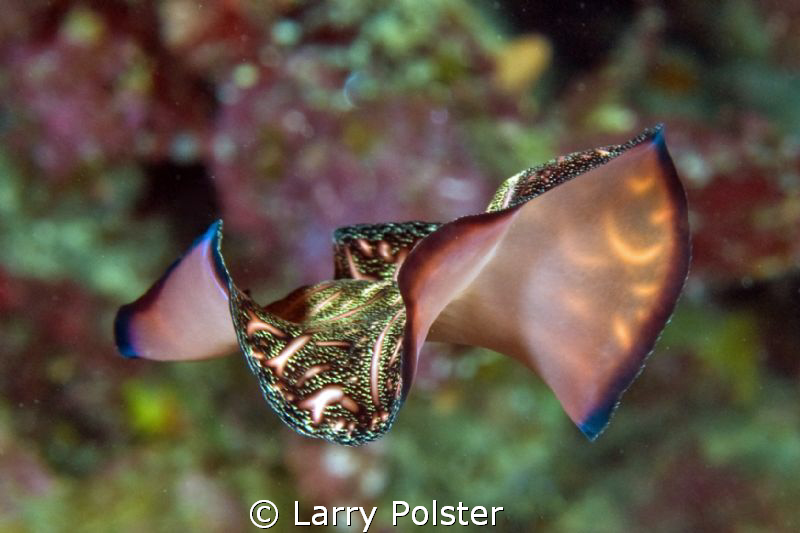 One of many different flat worms in the Solomon Sea. by Larry Polster 