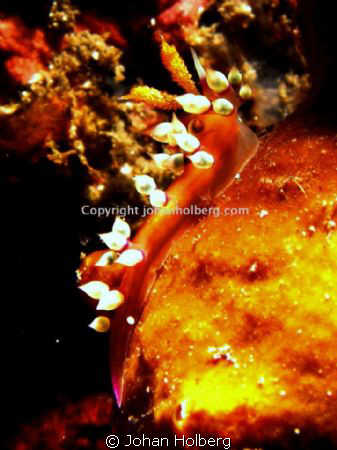 An beautiful nudi near the Liberty wreck in Tulamben Bali... by Johan Holberg 
