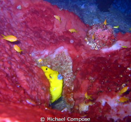 Golden trunkfish with blue lips peeping out of a crevice. by Michael Compose 