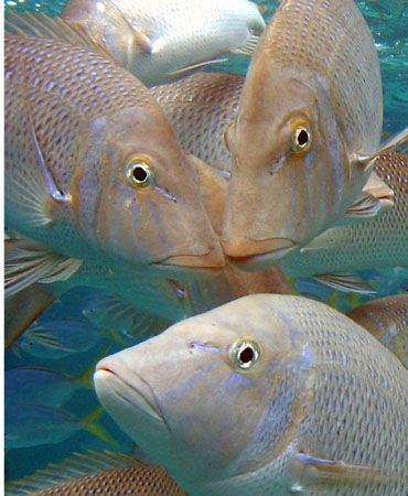 "Snapper Portrait", Ningaloo Reef by Penny Murphy 