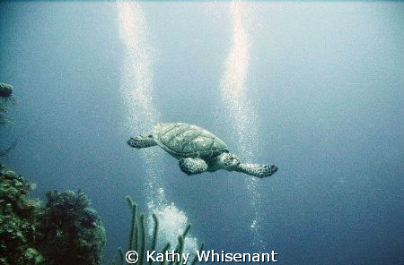 This was day one of Travis's dive in the Bahama's.  He ha... by Kathy Whisenant 