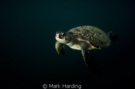 Green Turtle in Low Light. by Mark Harding 