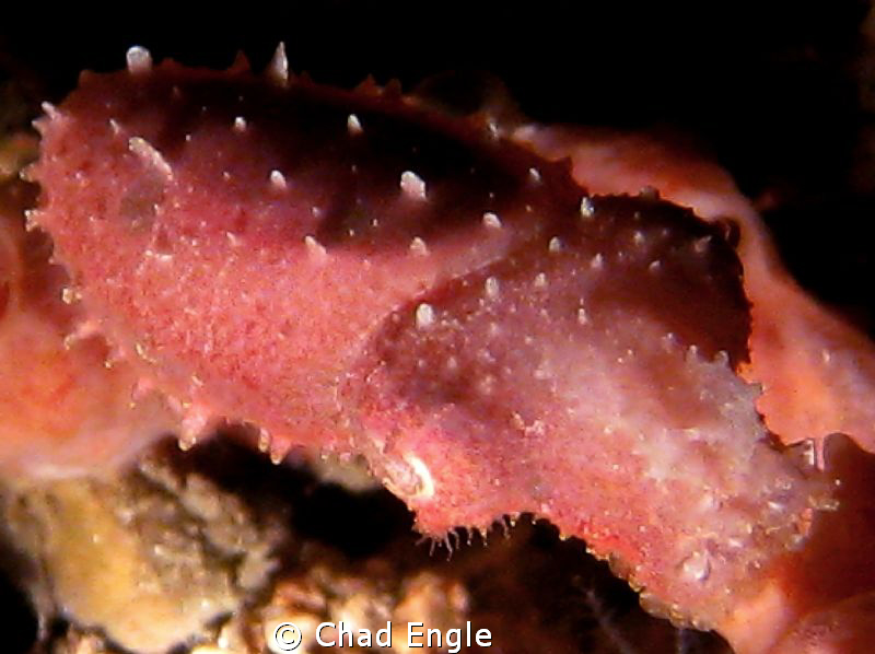 Juvenile Cuttle Fish. A lucky find on a night dive in Pue... by Chad Engle 