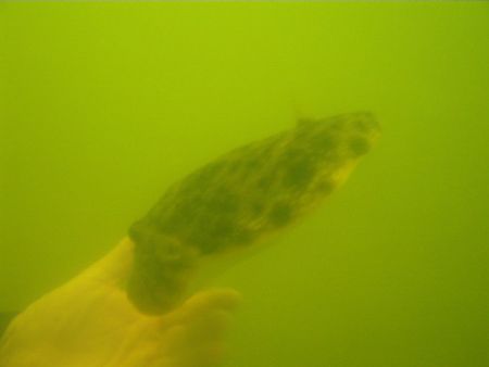 Blow fish looking for A snack, so it just took A chunk ou... by David Veilleux 