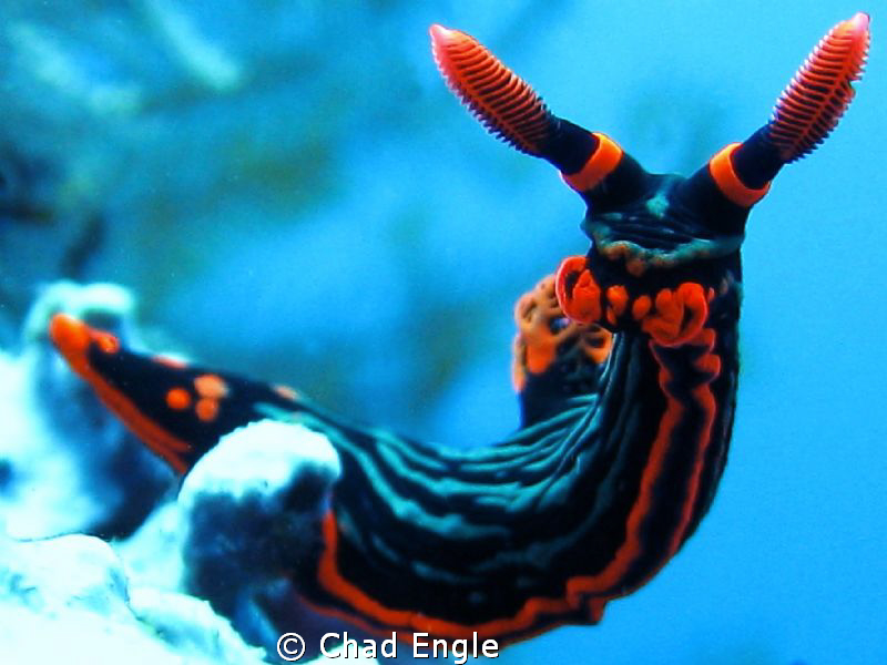 Nudibranch hanging out on a coral outcropping playing it ... by Chad Engle 