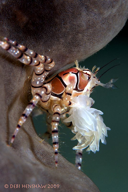 "Back against the Wall" Boxer Crab, D90 with 105mm +2 dio... by Debi Henshaw 