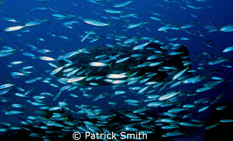 A large Goliath Grouper with schooling baitfish in the at... by Patrick Smith 