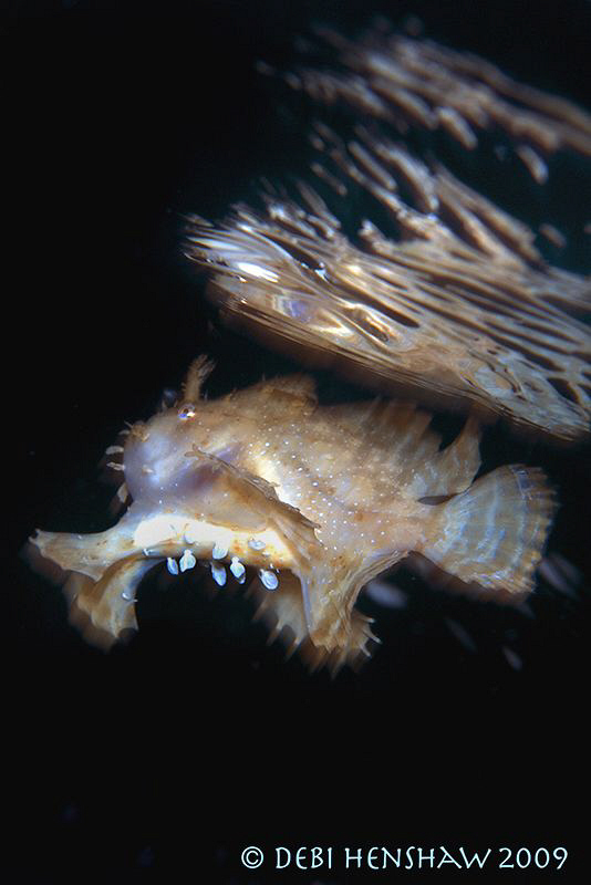 "Reflection" Sargassum Frogfish at a very swelly surface ... by Debi Henshaw 