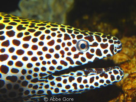 Spotted Moray Eel Photographed at the Clearwater Aquarium... by Abbe Gore 