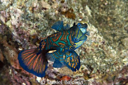 I took this just after dusk in Banda Harbor. There were s... by Daniel Baldwin 