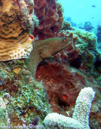 Small eel at Palancar Gardens, Cozumel, Mexico by Marc Volkman 