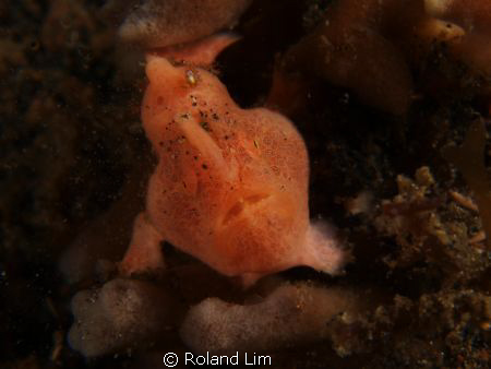 Juvenile frogfish looking curiously into the lens. by Roland Lim 