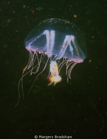 Jelly fish at Ft. Weathrill Jamestown, RI by Margery Bradshaw 