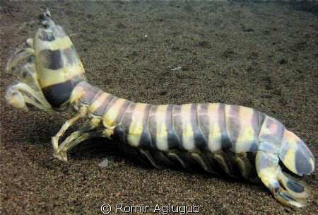 King Mantis Shrimp, shot at masaplod sunctuary, dumaguete... by Romir Aglugub 