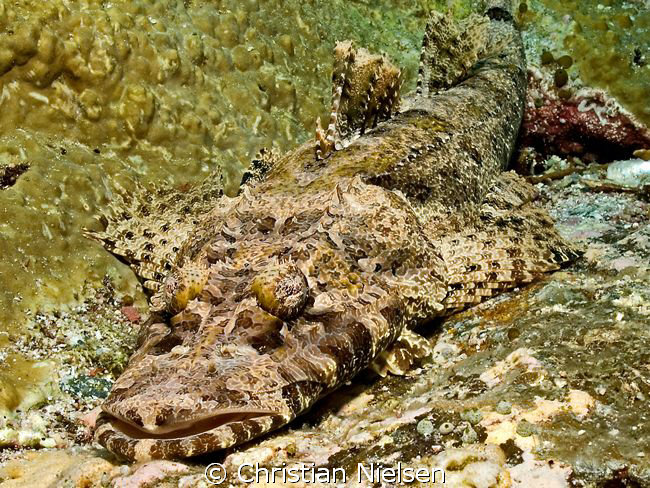 Crocodilefish on Crystal Rock, Komodo.
Olympus E330, 14-... by Christian Nielsen 