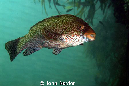 ballan wrasse taken at st. abbs marine reserve north sea ... by John Naylor 