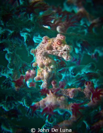 pygmy seahorse - divesite: koala; location: mabini, anila... by John De Luna 