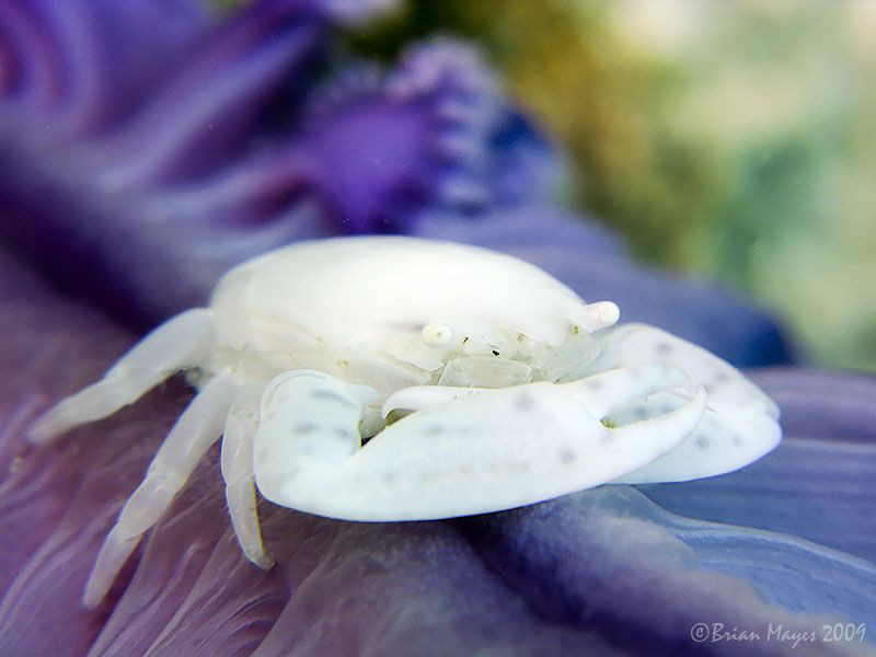 Porcelain Crab (Porcellanella sp.) possibly commensal wit... by Brian Mayes 