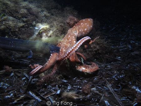 "Battle of the Sea Monsters" - St Geoge's Bay, night. Can... by Tig Fong 