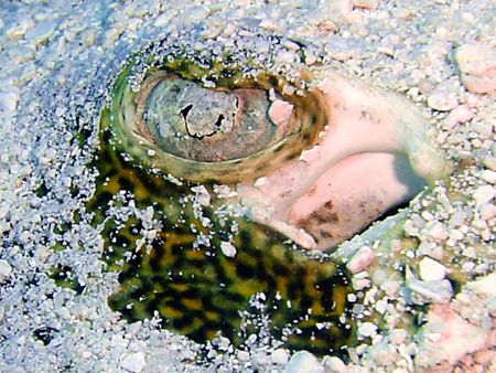 Eye in the sand (cozumel-mexico) by Yannick Abel-coindoz 