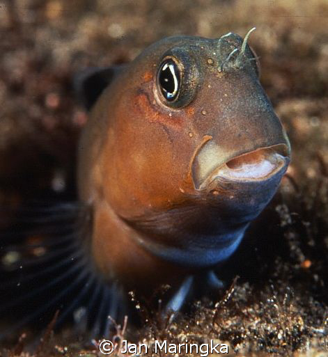 blenny by Jan Maringka 