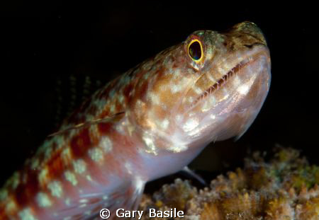 Lizardfish  I was taking a photo class when I saw this li... by Gary Basile 