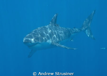 my firts dive trip in 3 years since my back injury.. grea... by Andrew Strusiner 
