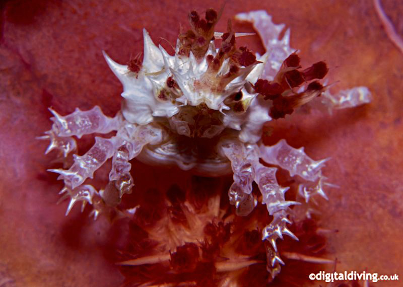 "Sweet as Candy" (Neopetrolisthes oshimai) Unusually out ... by David Henshaw 