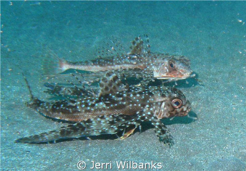 These 2 Flying Gurnards were so enthralled with each othe... by Jerri Wilbanks 