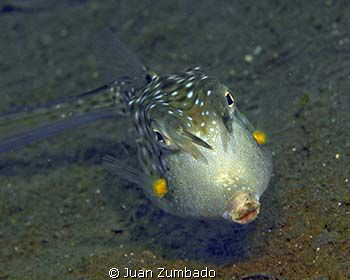 Longhorn Cowfish shot in North Sulawesi, May 2009, Aquati... by Juan Zumbado 