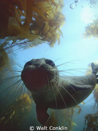 After playing hide and go seek under the kelp for 1/2 an ... by Walt Conklin 