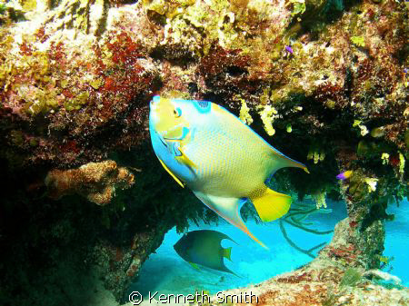 This shot of a Queen Angel was taken last November off Gr... by Kenneth Smith 