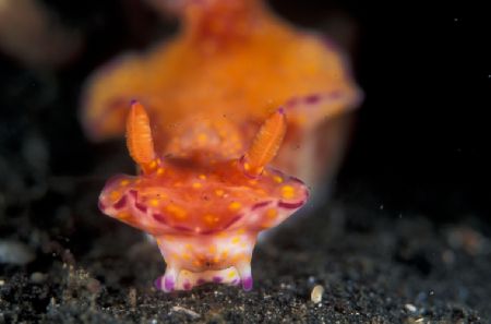 T-bar frontal shot, Lembeh straits Manado. by Eric Leong 
