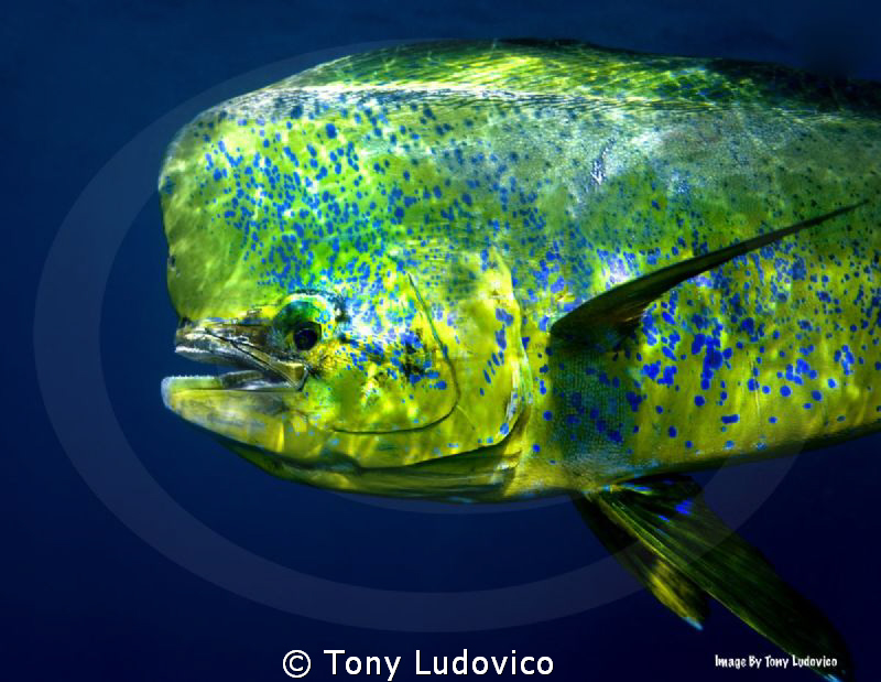 Portrait of a Bull by Tony Ludovico 