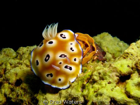 Unforuntately my divemaster didn't care about this old gi... by Brad Waters 
