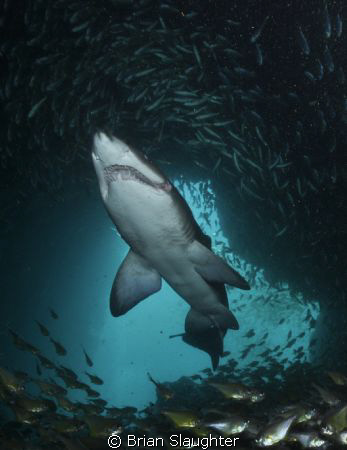 Grey Nurse Shark w/ Photographer @ Fish Rock Cave. Southw... by Brian Slaughter 