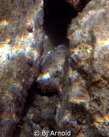 Spotted scorpionfish - rare for this area. by Bj Arnold 