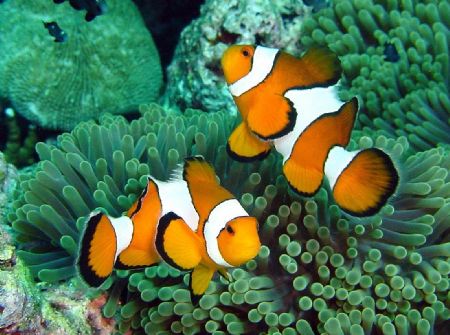 2 playfull clownfish ..... Surin Island, close to Burma w... by Henrik Gram Rasmussen 